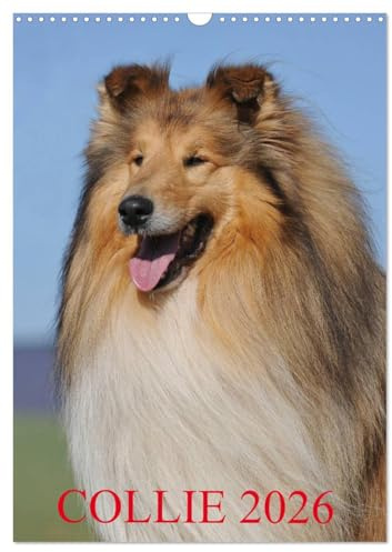 Collie 2026 (Wandkalender 2026 DIN A3 hoch), CALVENDO Monatskalender: Collies - eine der schönsten Hunderassen auf 13 wunderschönen Fotos (CALVENDO Tiere)
