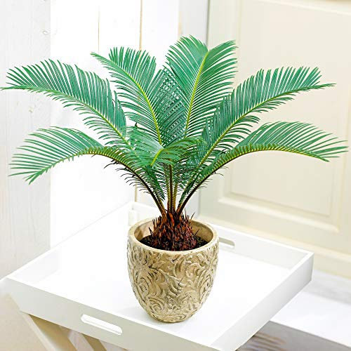 Cycas Revoluta à Feuillage Persistant | Cadeau Plante d'intérieur de Qualité Supérieure (de 30 à 40 cm en pot)