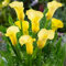 Elegante Calla-Lilie, seltene Farbe, winterharte Qualitätszwiebel, mehrjährig, Dekoration für Gärten und Innenräume-8 zwiebeln-B