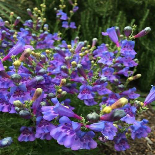Penstemon Heavenly Blue | 3 Plug Plants | Hardy Perennial