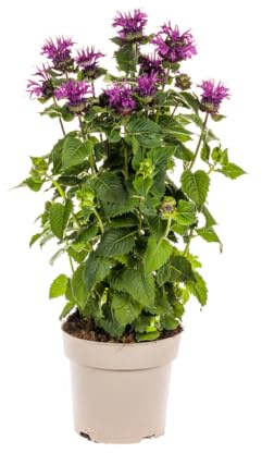 Monarda didyma Purple – Ø 19 cm – Altura 45 – 60 cm – Sillón indio con flores moradas – Resistente al invierno para parterres soleados y jardines naturales