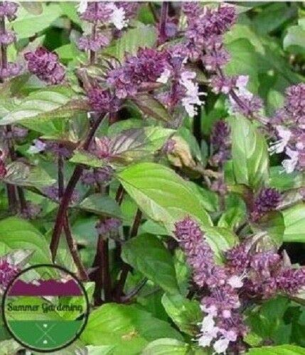PLAT FIRM GERMINATIONSAMEN: 200 Samen:USA HEIRLOOM Organic African Blue Basil 50-400 Samen
