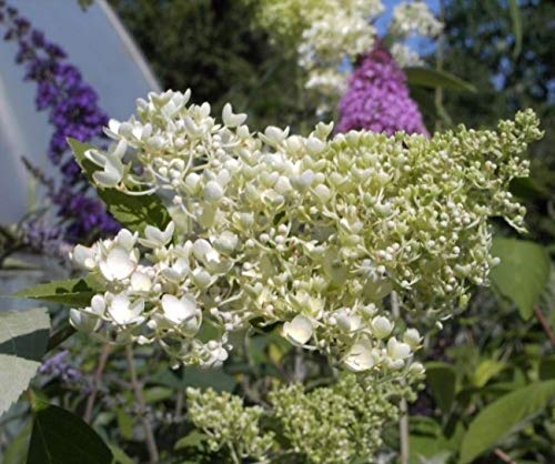 Rispenhortensie Grandiflora - Hydrangea paniculata Grandiflora