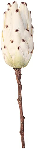 matches21 Zuckerbusch Protea Blüte Kunstblume Kunstpflanze Dekoblume Kunststoff 1 STK Ø 7x13x51 cm cremeweiß