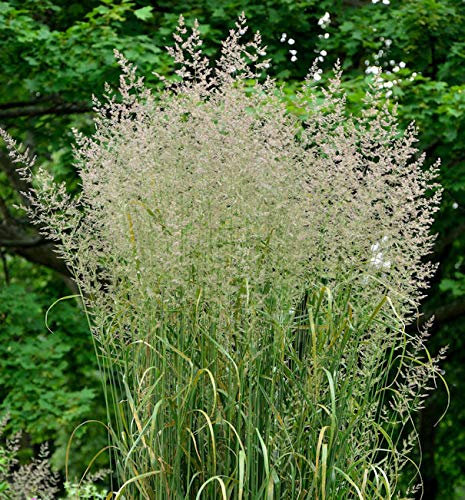 Reitgras Karl Förster - Calamagrostis acutiflora - lebende Gartenpflanze aus den Baumschulen