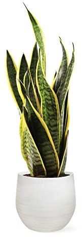 Sansevieria Trifasciata o Laurentii - Lengua de Suegra | Planta suculenta natural ideal para interior con altura 70-80 cm en maceta de 21ø | April Plants