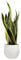 Sansevieria Trifasciata o Laurentii - Lengua de Suegra | Planta suculenta natural ideal para interior con altura 70-80 cm en maceta de 21ø | April Plants