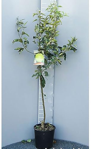 SAVINI VIVAI Granny Smith Apfelbaum, Obstpflanzen, Apfelbaum im Topf, 22–24 cm, 2–3 Jahre, Höhe 130–150 cm, hergestellt in Italien