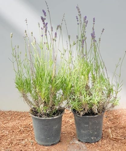 Lavandula angustifolia 9x9 cm Topf – Winterhart, Mehrjährig, Pflegeleicht – Echter Lavendel – Duftpflanze für Beet & Kübel