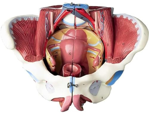 Menschliches Modell Für Die Anatomie, Beckenmodell Mit Beckenbodenmuskulatur, Anatomiemodell, 1:1, Lebensgroßes Menschliches Skelett
