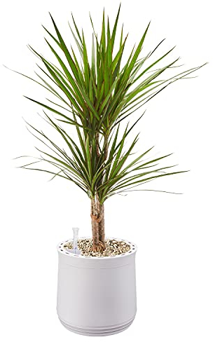 AIRY Pot M mit Drachenbaum & 6-L Airy Base Substrat • Natürlicher Luftreiniger filtert Schadstoffe, Allergene & Gerüche • Ideal für Räume mit ca. 20qm • Made in Germany, 2302-602 antikweiss-antikweiss