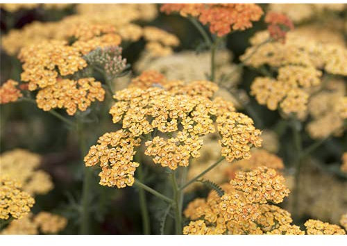 Achillea millefolium 'Terracotta' - Schafgarbe 'Terracotta' - 9cm Topf