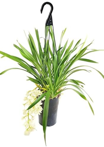 Fangblatt - Orchidee - Cymbidium 'Ice Cascade' - traumhafte Zimmerpflanze - ca. 60 cm hoch mit Blüte