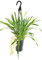 Fangblatt - Orchidee - Cymbidium 'Ice Cascade' - traumhafte Zimmerpflanze - ca. 60 cm hoch mit Blüte