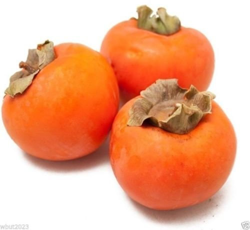 Lot de 10 graines de kaki Diospyros kaki