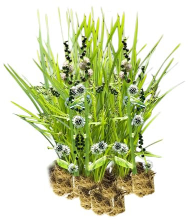 vdvelde.com - Igelkopf 15 Pflanzen - - Für 1m2 - Ausgewachsene Höhe: 100cm - Platzierung: -1 bis -20cm