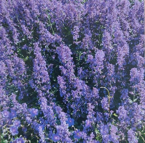 Katzenminze Saat Saatgut - Nepeta mussinii - Duftende Blüten ca. 300 Samen