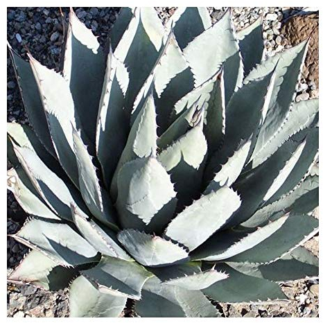 Agave neomexicana - syn: Agave parryi subsp. neomexicana - 5 Samen