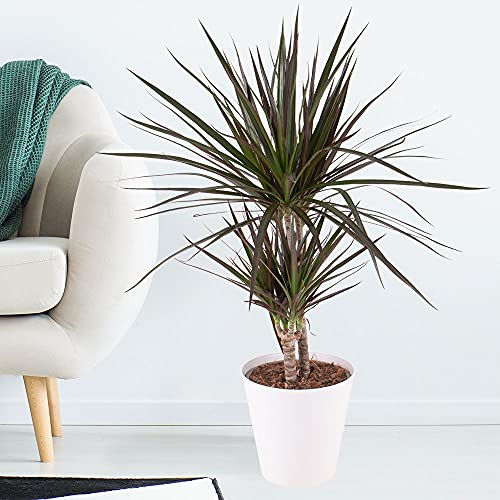 Drachenbaum, Dracaena Marginata, echte Zimmerpflanze, Topfgröße 17 cm, Höhe circa 70 cm, Zimmerpflanzen für die Wohnung oder das Büro, pflegeleicht, Pflanzenversand