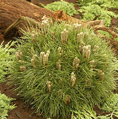 Schwarzkiefer Bambino 30-40cm - Pinus nigra - lebende Gartenpflanze aus den Baumschulen