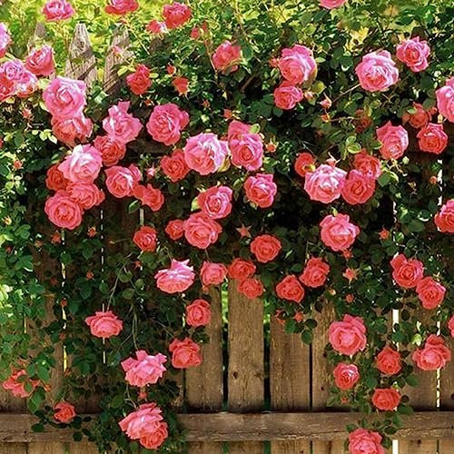 Generic Semillas de rosas trepadoras, 100 piezas Semillas de rosas trepadoras Jardín Hogar Balcón Vallas Decoración Plantas Flores Rosado