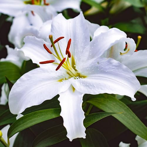 Lily Casa Blanca - Large White Flowering Bulbs - Fragrant Perennial Plant for Summer Gardens - Ideal for Borders, Beds, and Pots - Easy to Grow Garden Flowers (2 Bulbs)