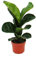 Exotenherz - Geigenfeige - Ficus lyrata - 1 Pflanze - pflegeleicht - luftreinigend- 12cm Topf