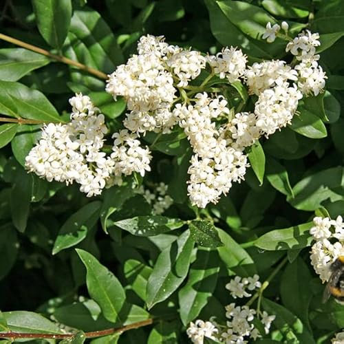 3 x Troène commun, Troène d'Europe - Ligustrum Vulgare 60-80 cm en conteneur - L'Élégance de la Nature dans Votre Jardin