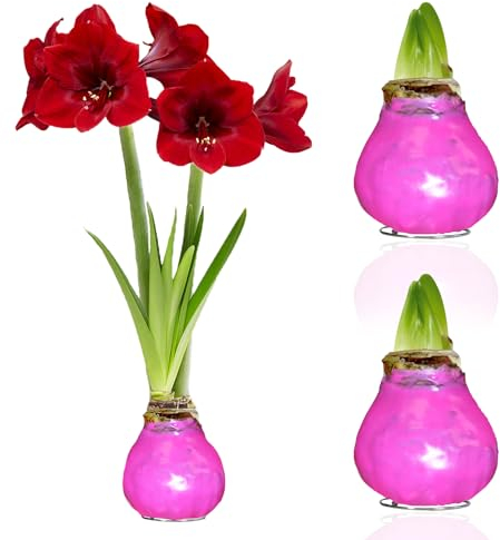 Bulbes néerlandais de cire rose des oignons d'amarylli, 2 ampoules de fleur de cire en grand format 28/30, mélange exclusif de fleurs de Hollande, vrai astrum de la hanche (pas artificielles)