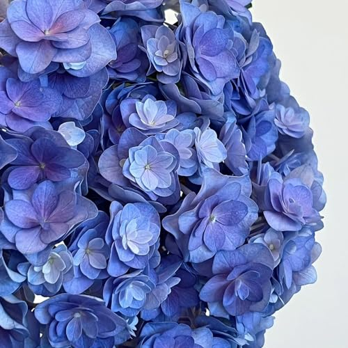 50 pcs Hortensien Samen Winterhart balkonblumen, winterharte stauden dauerblüher, Hydrangea macrophylla, schnittblumen samen, bodendecker winterhart mehrjährig bienenfreundliche blumensamen,