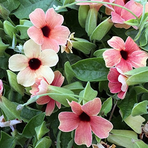 Schwarzäugige Susanne, Thunbergia, African Sunset Mix