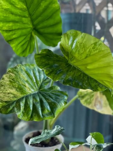 Oreja de elefante: hojas gigantes, cada hoja es una obra de arte/una gran opción para jardineros novatos-5 bulbos-D