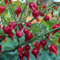 Chili Biquinho rot 10 Samen - milde, sehr ertragreiche Sorte
