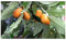 Stk - 5x Fortunella spec. Kumquat kleinste Orange der Welt Obst Pflanzen - Samen A266 - Seeds & Plants Shop by Ipsa