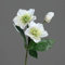 Christrose 2 Blüten, 1 Knospe creme-weiß 33cm lang