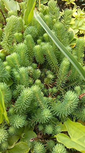 Sedum Blue Carpet Bodendecker Staude 20 frisch bewurzelte Stecklinge