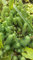 Sedum Blue Carpet Bodendecker Staude 20 frisch bewurzelte Stecklinge