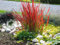 10 x Imperata cylindrica 'Red Baron' im 1 Liter Topf (Ziergras/Gräser/Winterhart/Mehrjährig) Japanisches Blutgras - tolle Rotfärbung bis zum ersten Frost - super für Balkon & Kübel - von Stauden Gänge