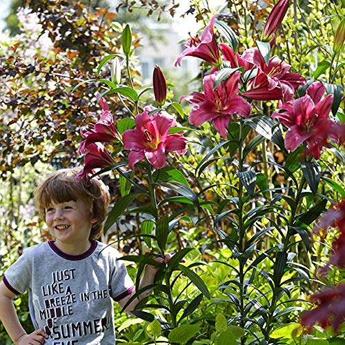 COOTO Garten Lilien Zwiebeln Winterhart Mehrjährig – Baumlilien Purple Prince Riesen Lilien - Blumenzwiebeln Lilien – Blumen Deko für Garten und Balkon – Garten Lilien Pflanzen