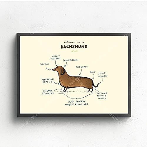 Bilder,Poster Kunstdrucke,Anatomie des Dackels Diagramm Diagramm Hunderassen Diagramm Poster Druck Leinwand Bilder Home Paintings Wandkunst Wohnzimmer Dekor,Gemälde - 30X40Cm