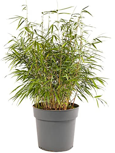 Fargesia Asian Wonder - Hardy Non-Invasive Clumping Bamboo, Year-Round Beauty, Ideal for Privacy Screening, Perfect for UK Climate (90-110CM (Incl. Pot))