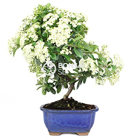 Bonsai - Espino de fuego, 7 Años (Bonsai Sei - Pyracantha)