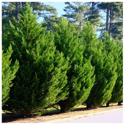 1 x Leyland Cypress / Green Leylandii in 9cm Pot