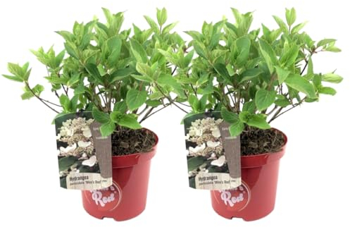 Plant in a Box - Hortensia paniculata Wim's Red - Set of 2 - Hortensia - Resistente al Invierno - Arbusto - Planta de Jardín - Maceta 19cm - Altura 25-40cm