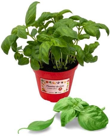 P. Piantine da Orto | Basilico Genovese, Pianta in Vaso Diametro 14 cm, Pianta Pronta per il Trapianto, Pianta Vera, Vivaio Italiano