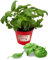 P. Piantine da Orto | Basilico Genovese, Pianta in Vaso Diametro 14 cm, Pianta Pronta per il Trapianto, Pianta Vera, Vivaio Italiano