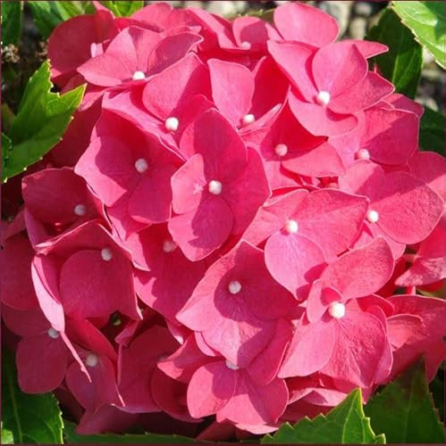 Suttons Hydrangea macrophylla 'Leuchtfeuer' Garden Flower 'Lighthouse Firelight Mophead Hardy Shrub Outdoor or Patio Container Plant Pot 1 x 3.6 Litre (1 x 3.6 Litre Pot)
