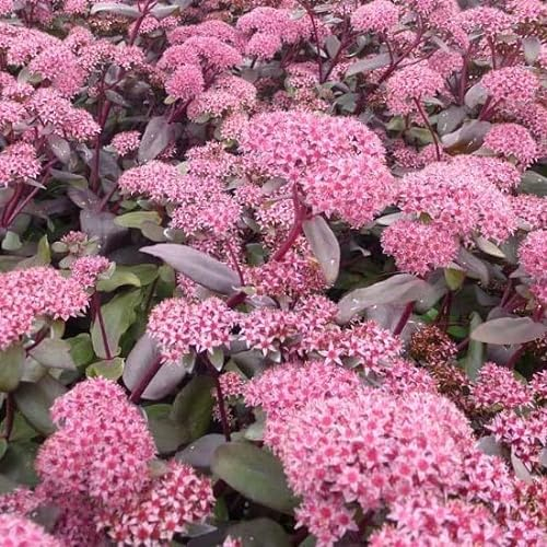 6x Prächtige Fetthenne 'Purple Emperor' - Sedum 'Purple Emperor' - Topf 9x9cm