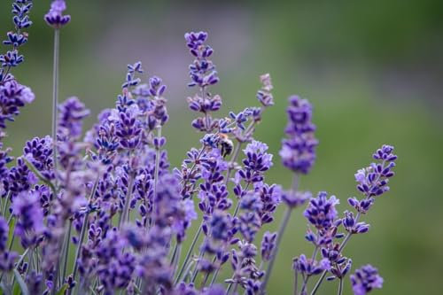 10 x echter Lavendel Hidcote Lavandula angustifolia lila immergrün winterhart P9 Topf