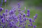 10 x echter Lavendel Hidcote Lavandula angustifolia lila immergrün winterhart P9 Topf